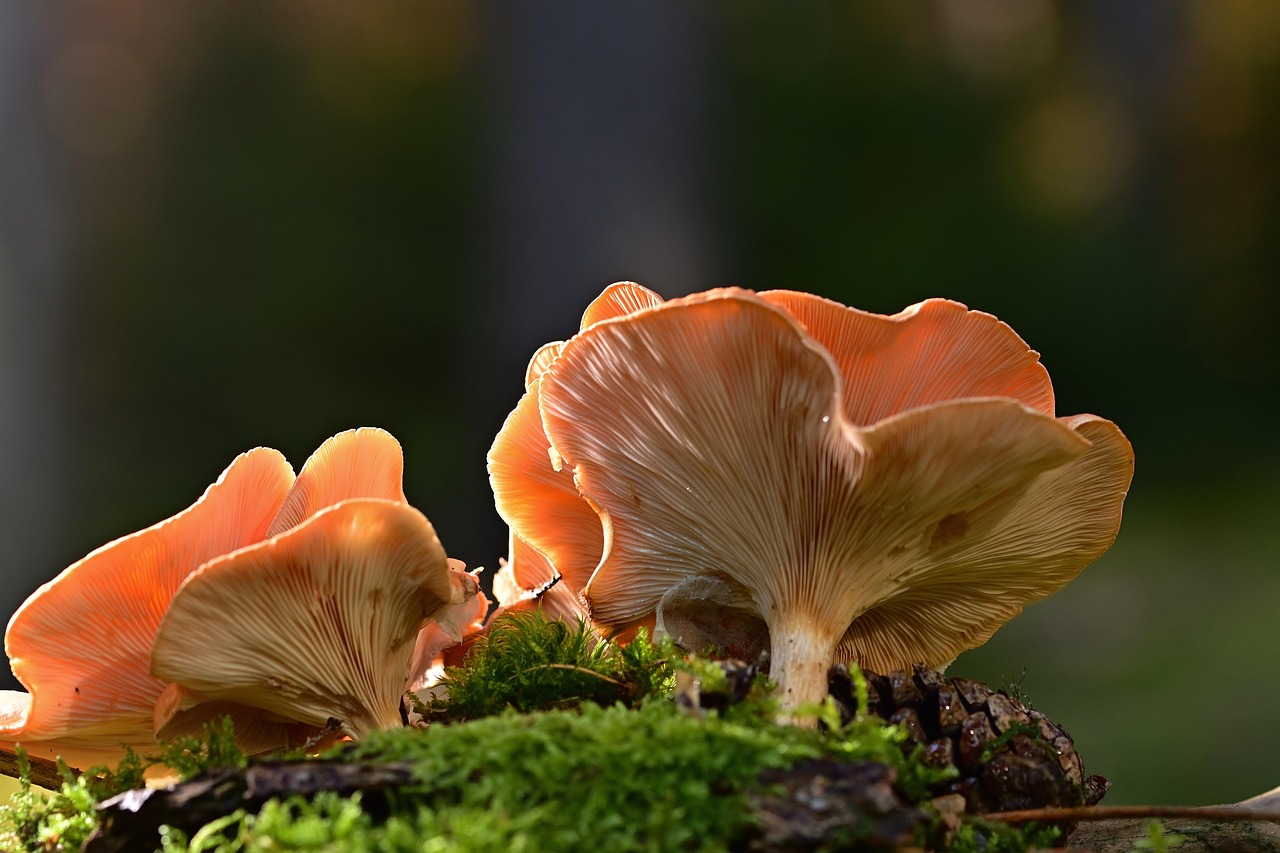 LES SORTIES NATURE - SURPRENANTS CHAMPIGNONS