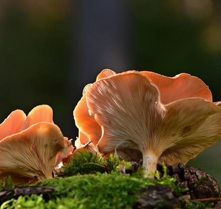mushrooms