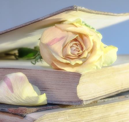 myriams-fotos-rose-2101475