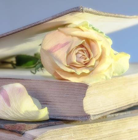 myriams-fotos-rose-2101475