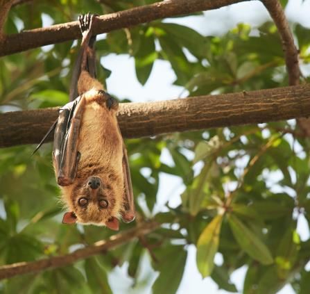 chauve-souris