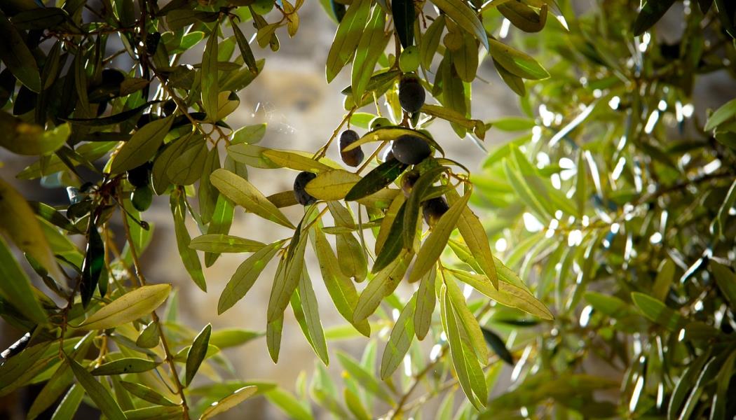 olives - olivier