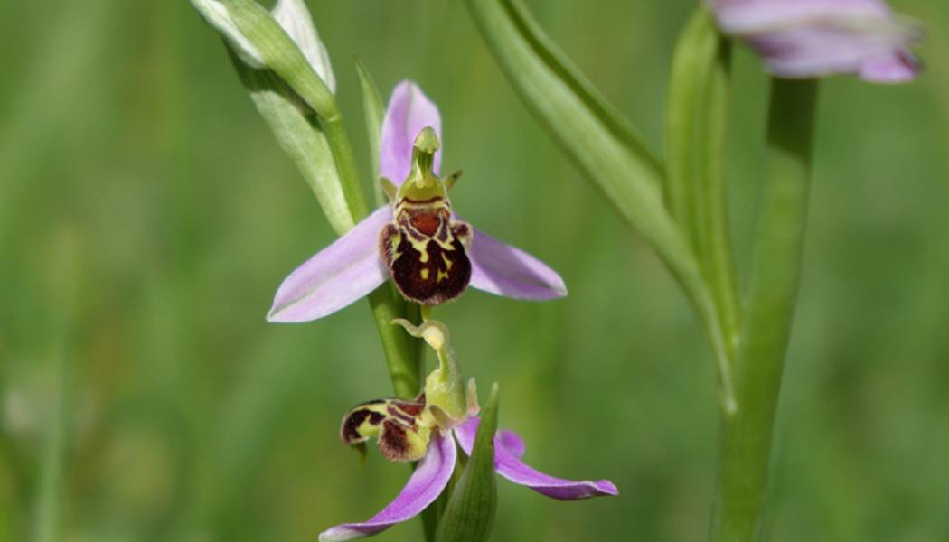 orchidee-grands-causse-sejour