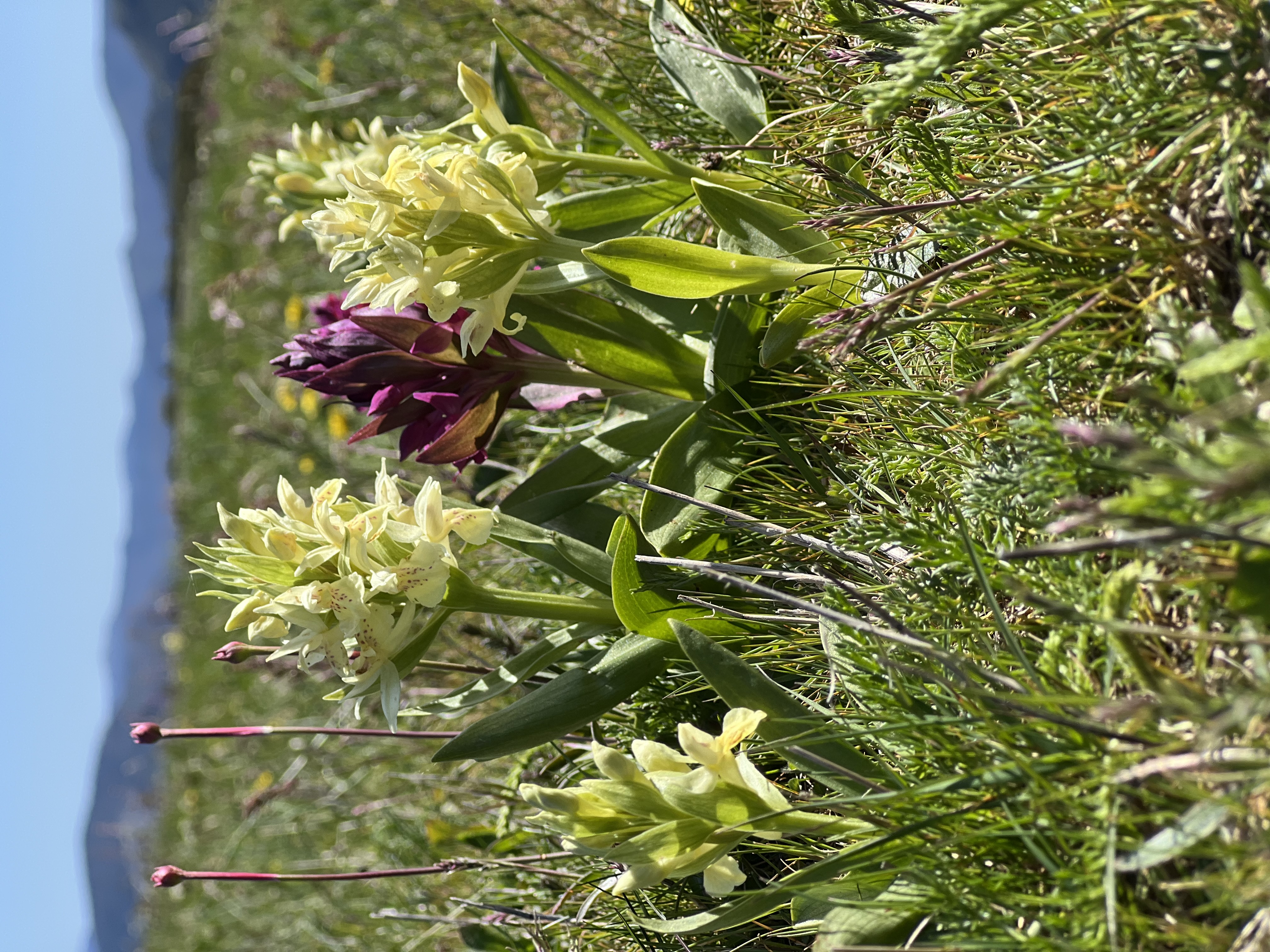 ECOGÎTE CÉVENOLA, Molezon - photo 2