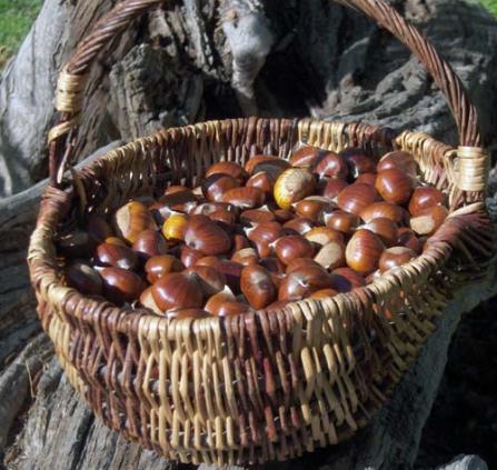 panier chataignes