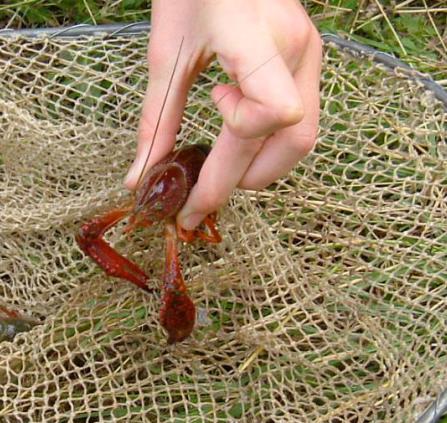 peche-ecrevisse