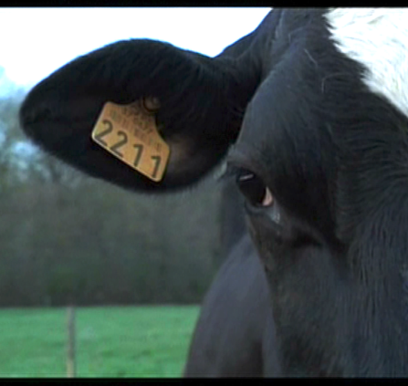 photo-oeil-vache-copie