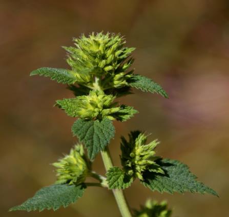 plantes_sauvages_comestibles