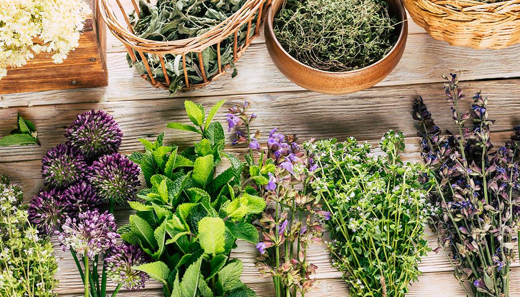plantes médicinale