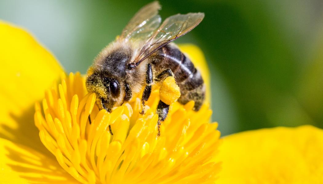 Miel & abeilles