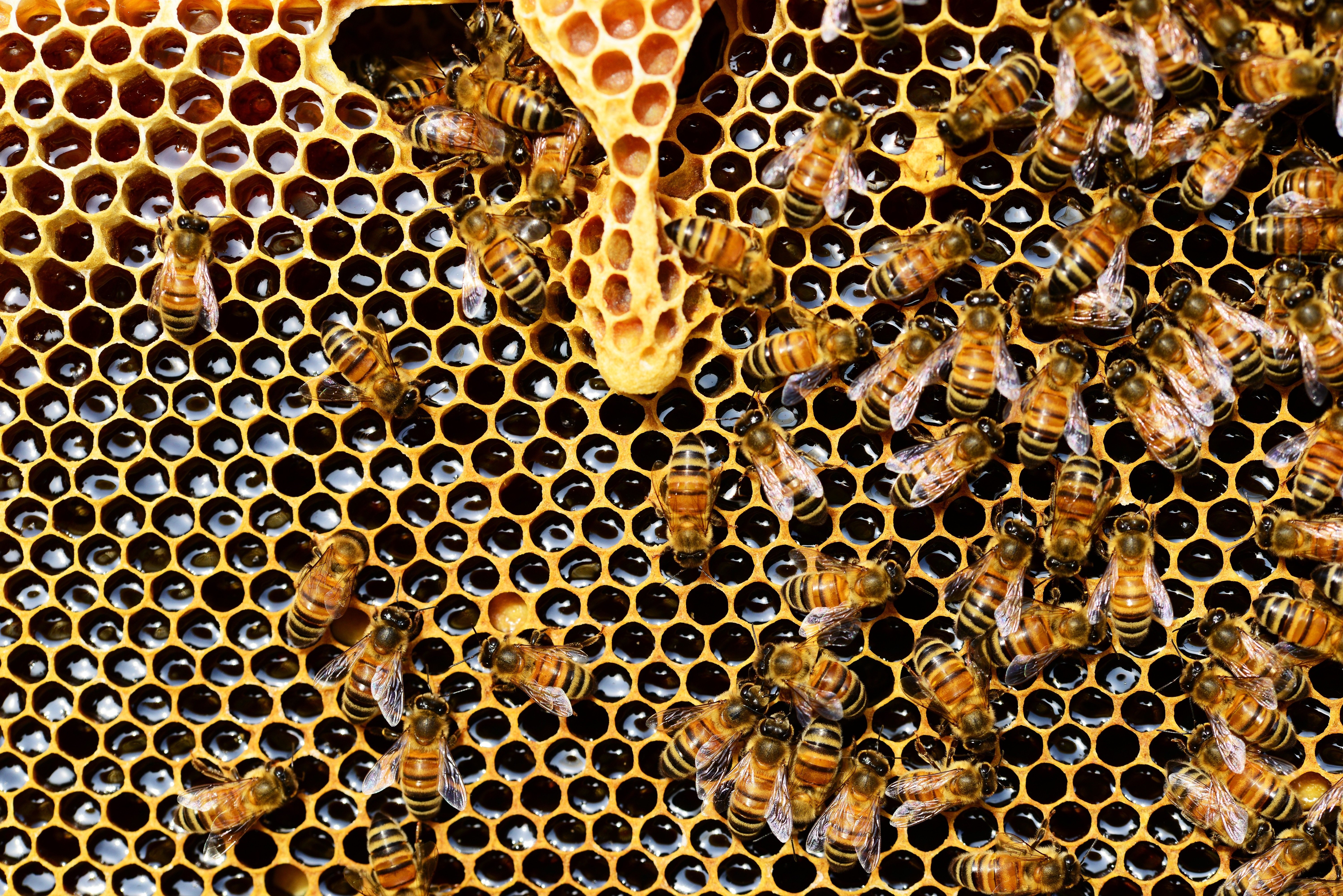 EXPOSITION : LE MIEL ET L'APICULTURE EN CÉVENNES