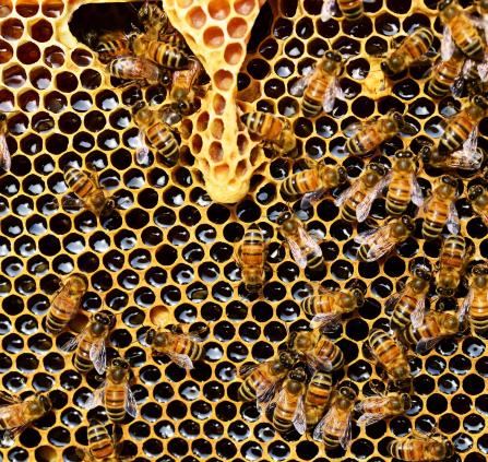 ABEILLE