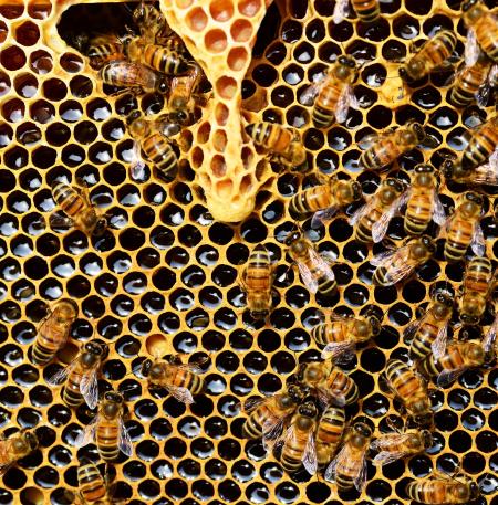 ABEILLE