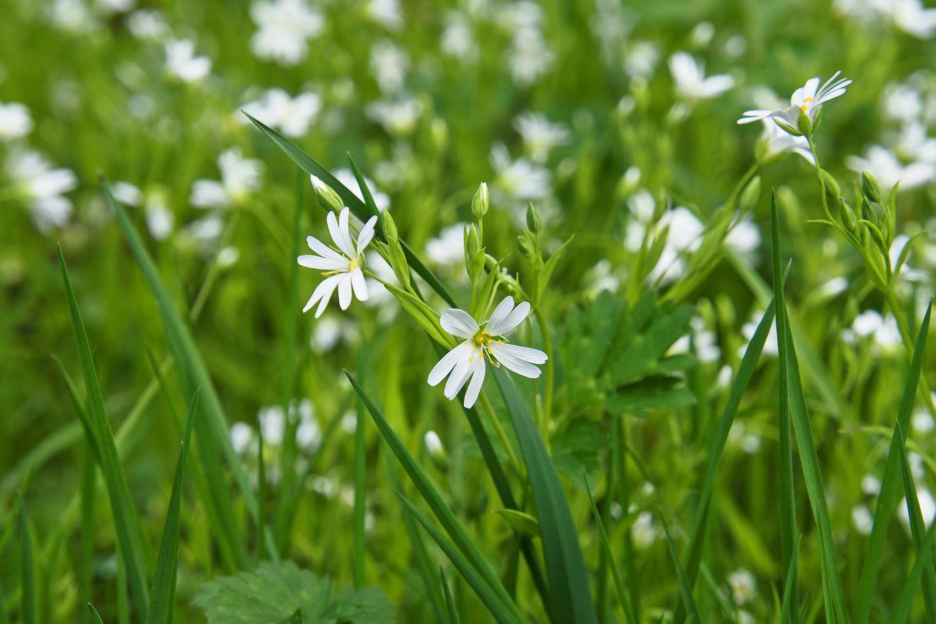 PROMENADE NATURALISTE