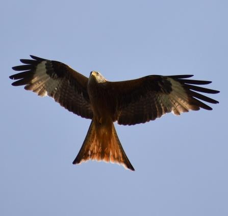 rapace