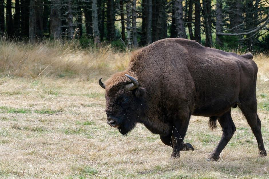 reserve bison margeride lozere - crédit Fabrik à Images (370) 