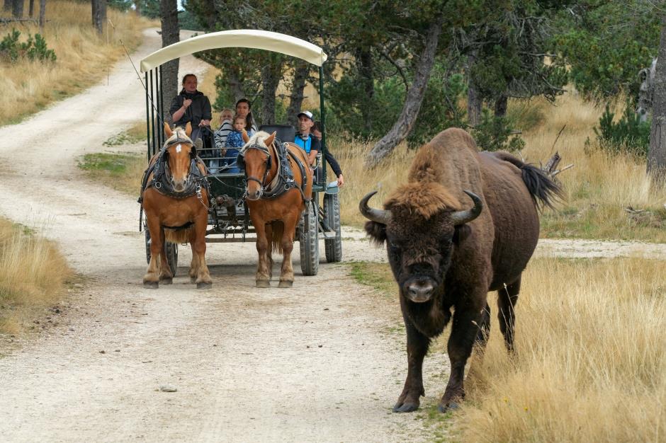 reserve bison margeride lozere - crédit Fabrik à Images (384) 