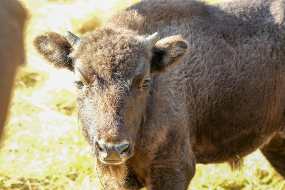 reserve bison margeride lozere - crédit Fabrik à Images (414) 