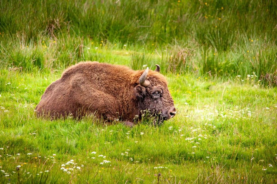 reserve des bisons europe de margeride - PDemeure (19) 