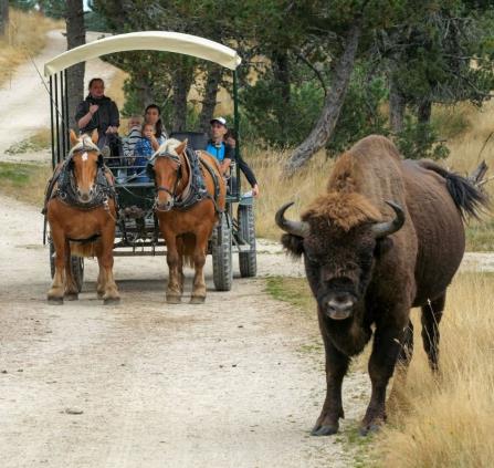 réserve des bisons
