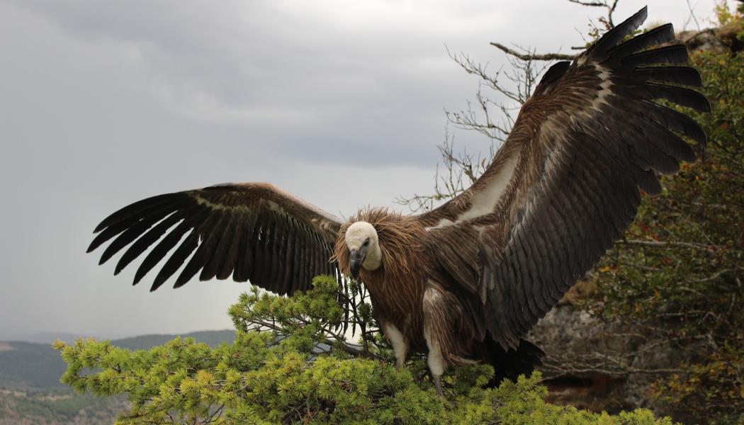 Un vautour moine au Panorama du Roc des Hourtous, Gorges du Tarn