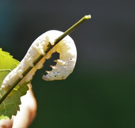 silkworm-5370807_640