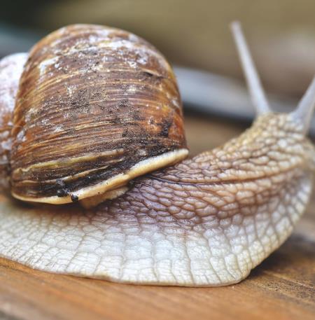 snail-4333975_1280