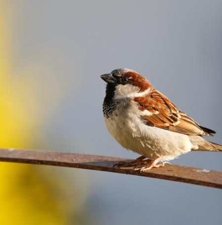 oiseau