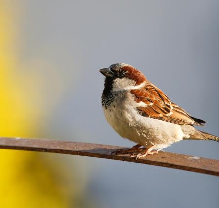 oiseau