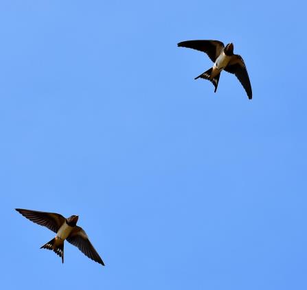 oiseaux migrateurs