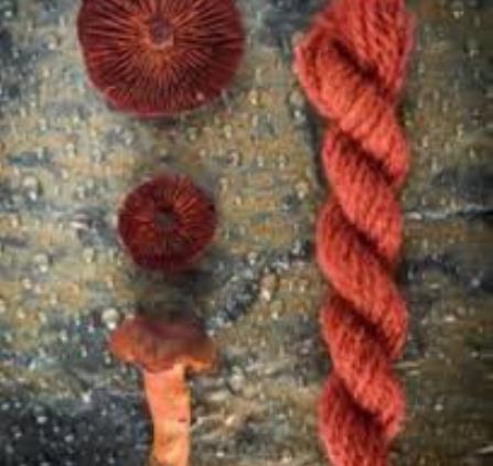 teinture aux champignons