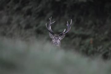 tete cerf