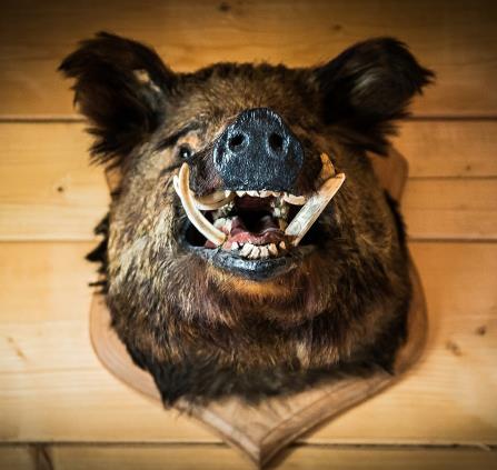 the-head-of-the-boar-436505-1920