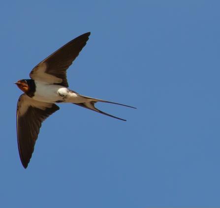 theotherkev-swallow-flying-5228995