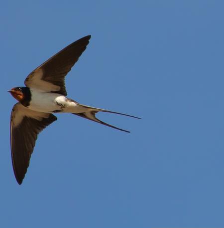 theotherkev-swallow-flying-5228995