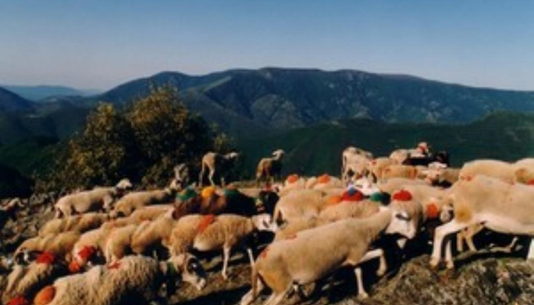 transhumance
