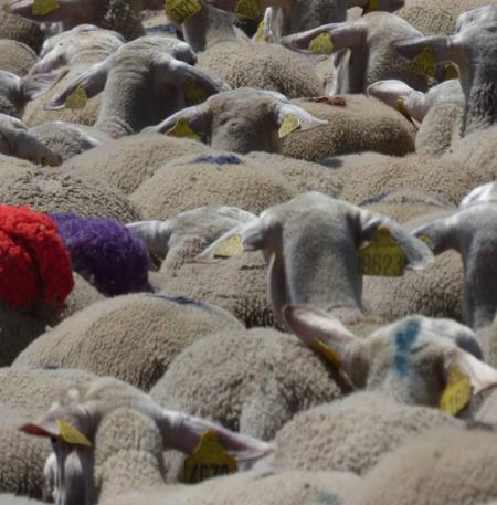 transhumance