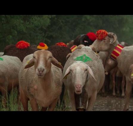 transhumance