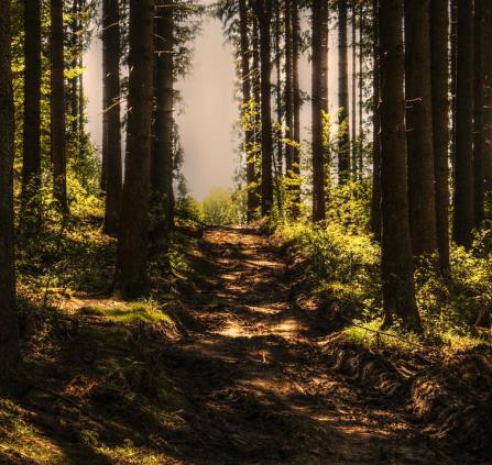 trees-3410846_1280