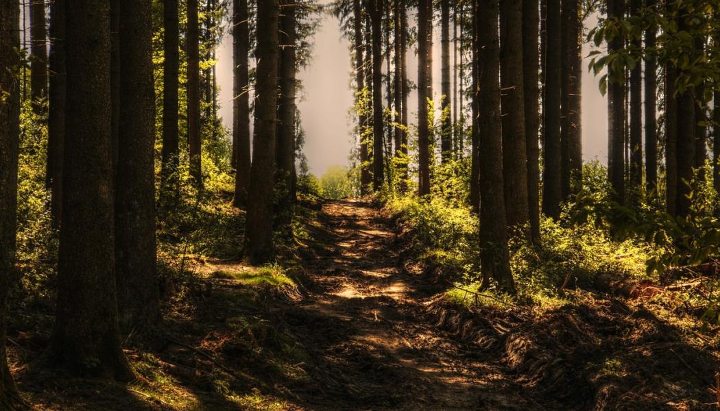 trees-3410846_1280