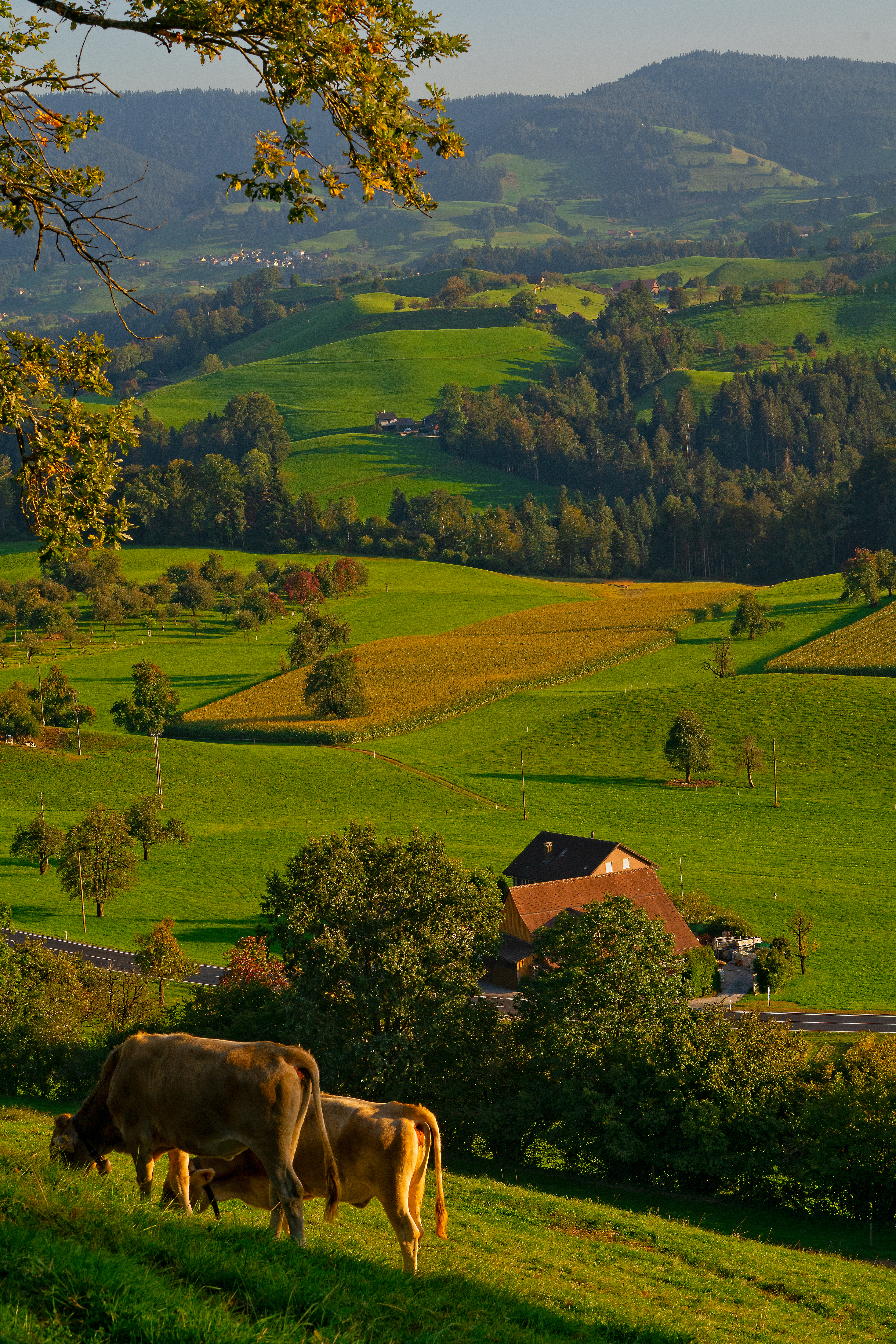 UN ÉTÉ À LA FERME : MALBOSC
