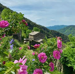 LA PELLEGRINE, Ventalon en Cévennes - photo 5
