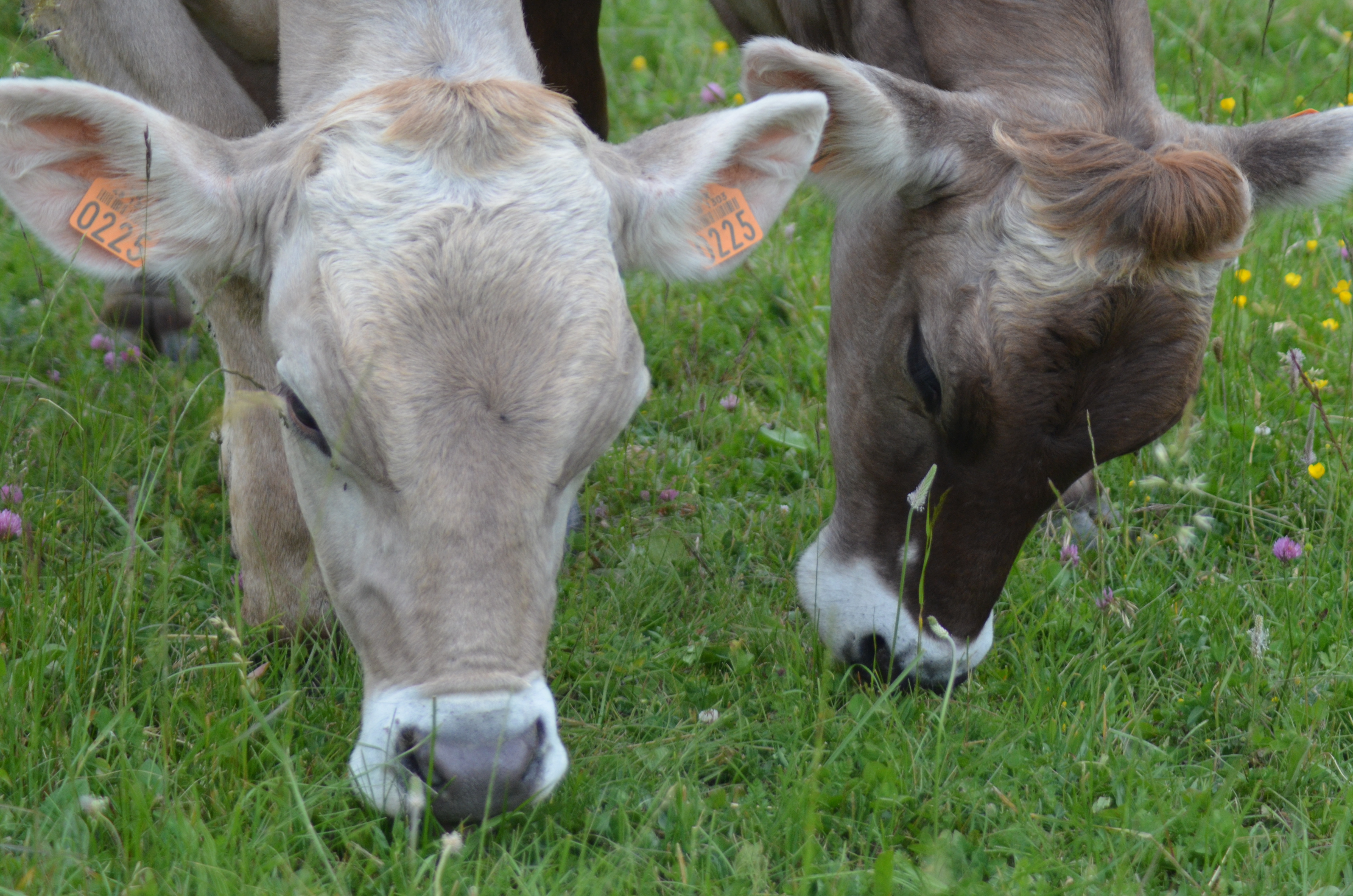 GÎTE LES FALAISES, Barjac - photo 10