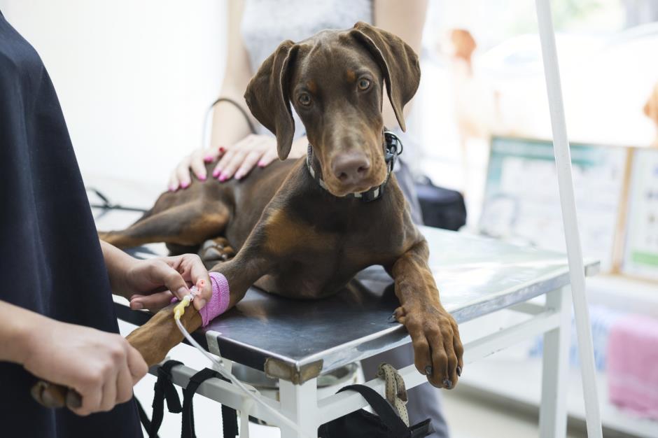 veterinaire 